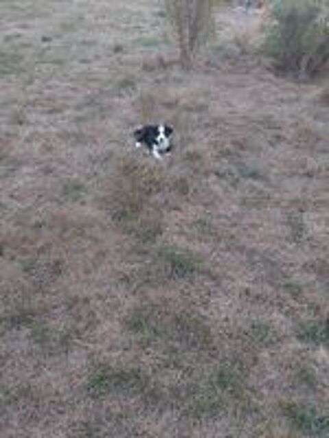   Chiots border collie mâle  