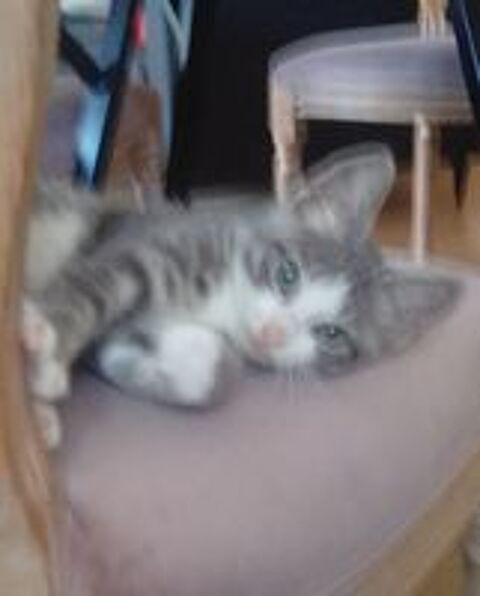   Donne Joli chaton 2,5 mois contre bons soins 