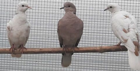 Tourterelles domestiques 10 01350 Culoz