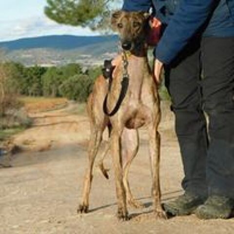   THIAGO💙Galgo 