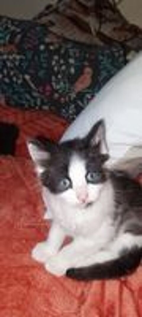   Donne chatons   3 