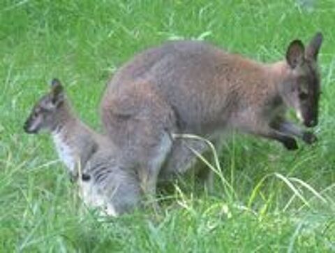   Jeune Mâle Wallaby de Bennett Gris 