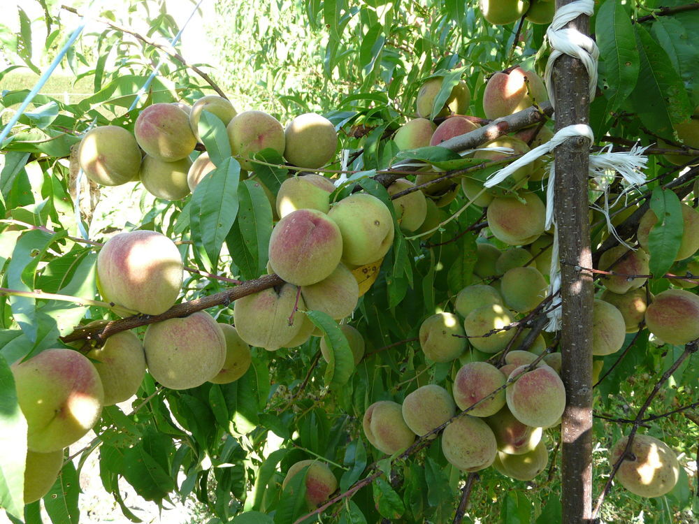 P&ecirc;chers de vigne Jardin