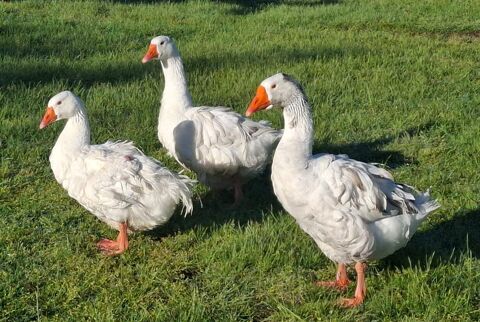 Trio reproducteur oies fris&eacute;es du Danube S&eacute;bastopol 250 42820 Ambierle