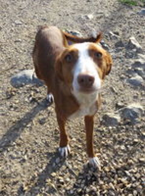   Zoe, 12 mois, est à l'adoption! 