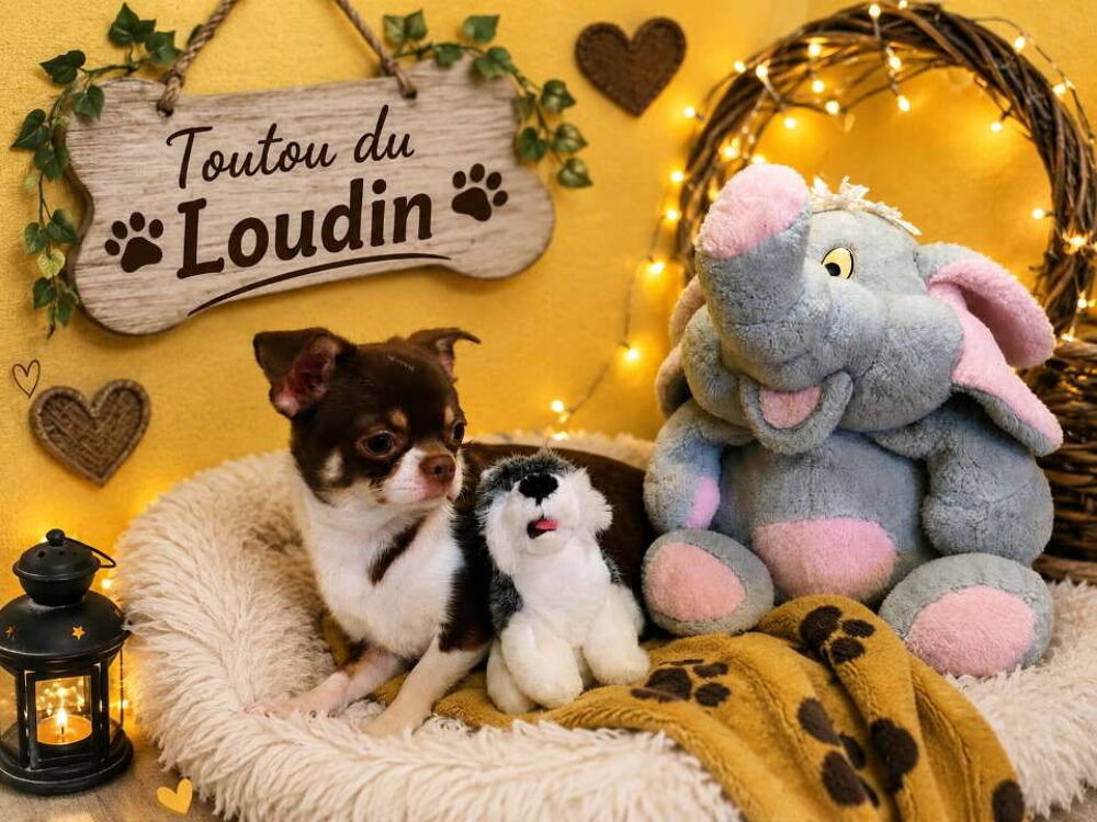   Chiot Chihuahua poils courts mâle 