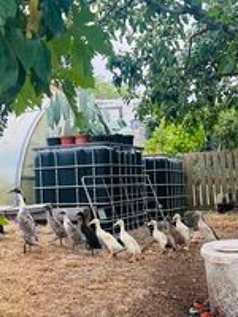   Jeunes canards coureurs indiens de juin  