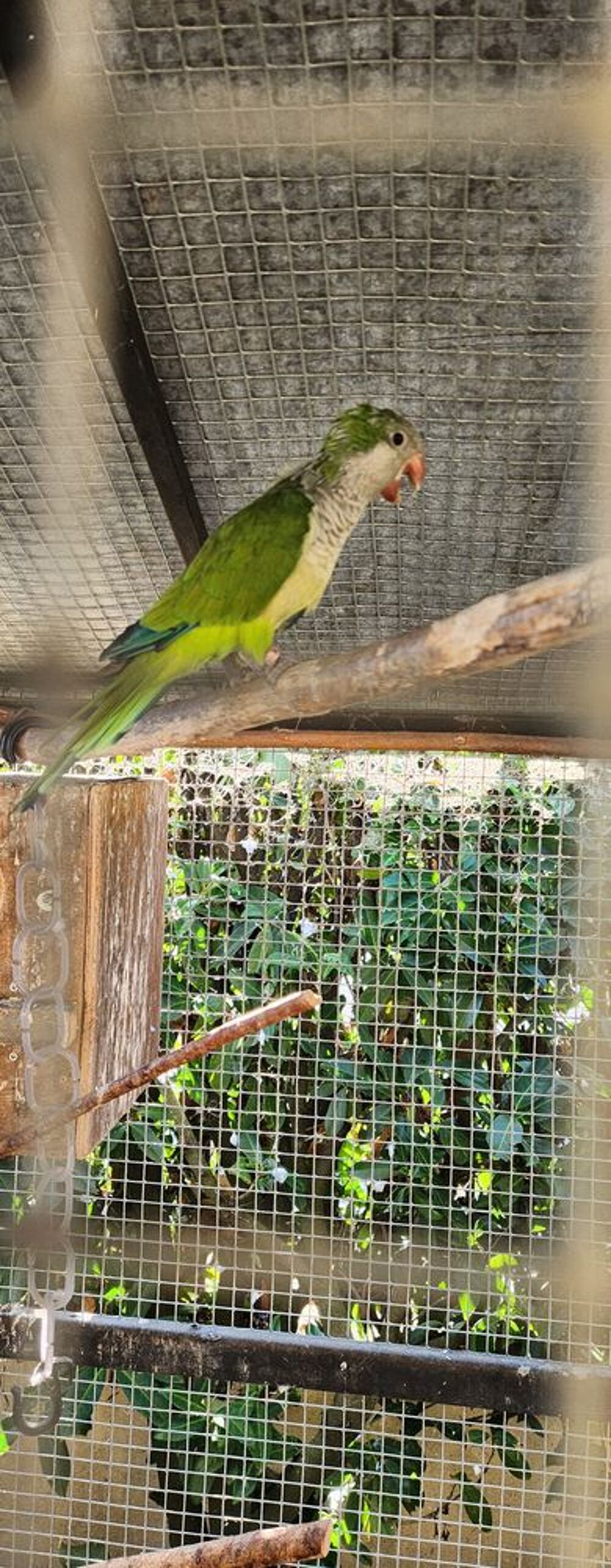   Recherche Conure souris femelle  