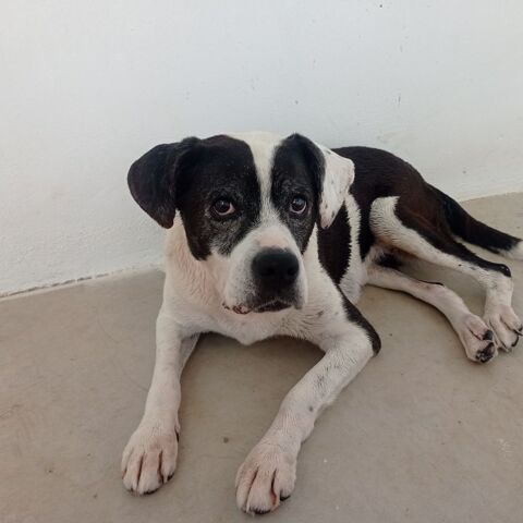 PEPA , don libre , adorable chienne de 13 ans, crois&eacute;e Boxer et Border Collie. 0 24140 Douville