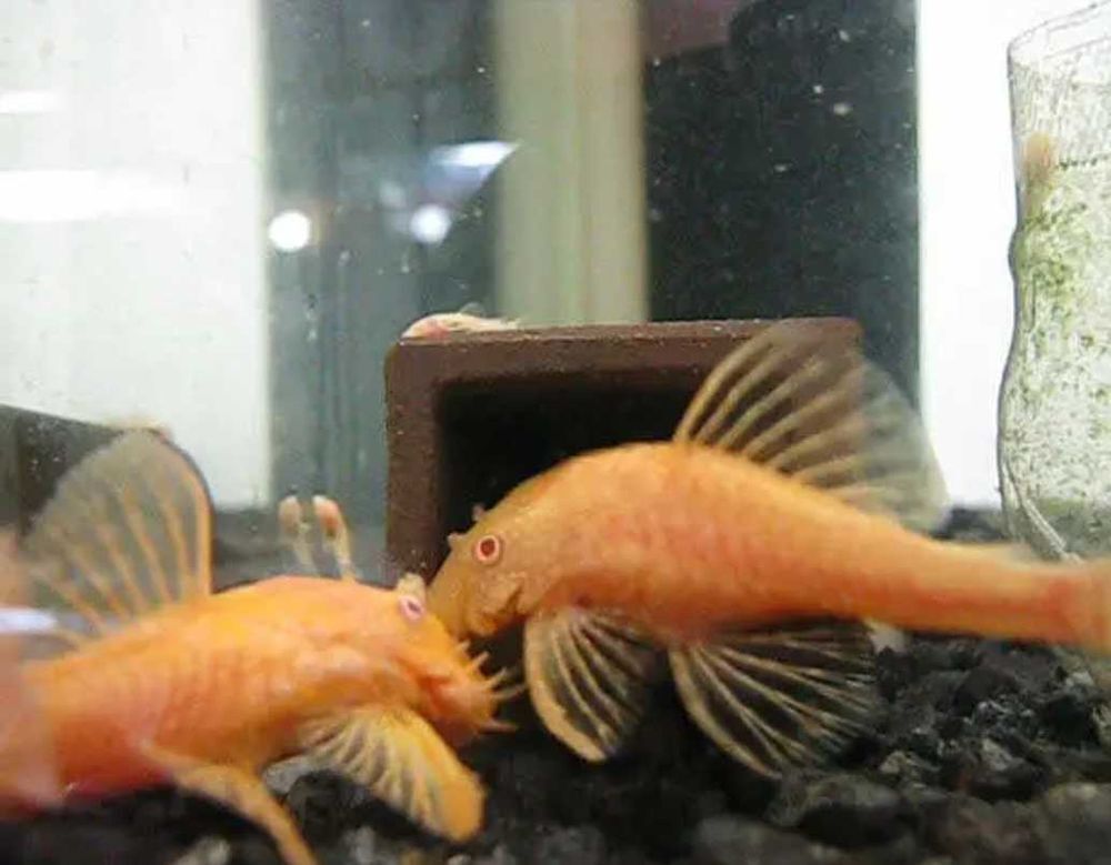 ancistrus gold ou classique Jardin