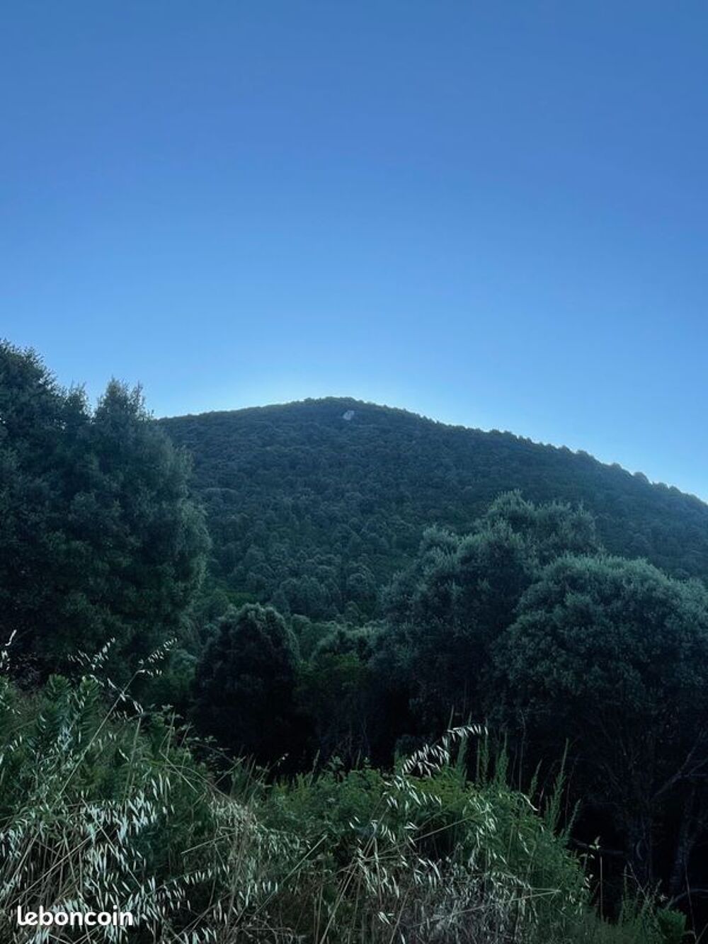 Vente Terrain EN HAUTEUR DE SANTA MARIA SICHE IMPORTANTE PARCELLE BOISEE Santa-maria-siché