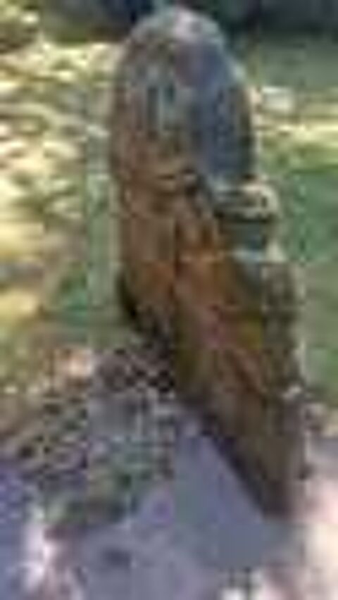 Copies de statues-menhirs Bourse des collections