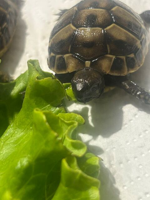Tortues Bb 30 30000 Nîmes