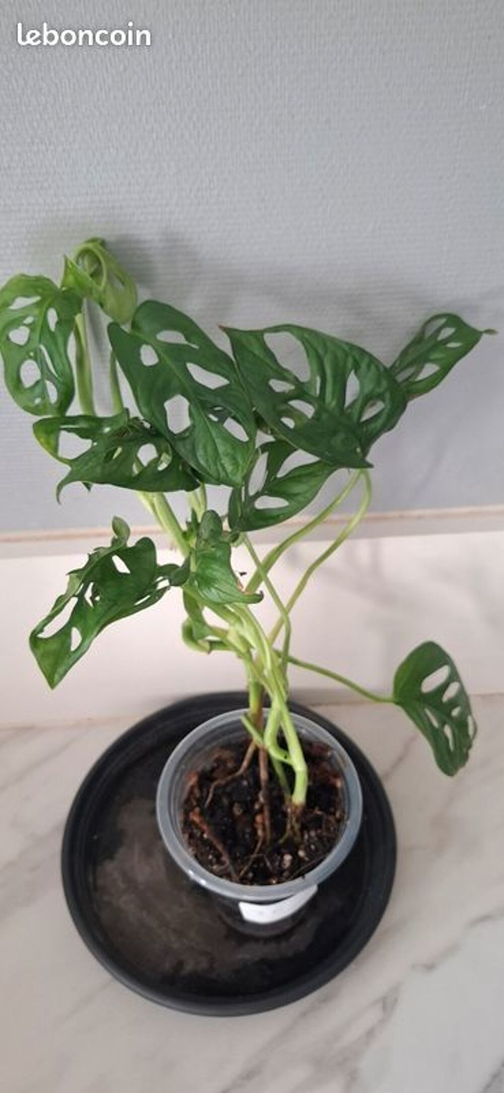 Monstera adansonii bouture 36 Décoration