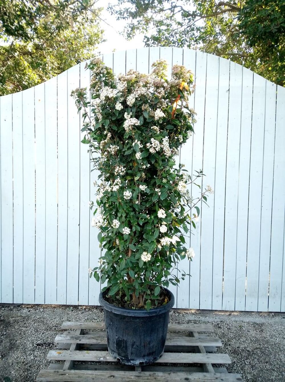 Arbuste de haie Laurier Tin &quot;Viburnum Tinus&quot; en container? Jardin