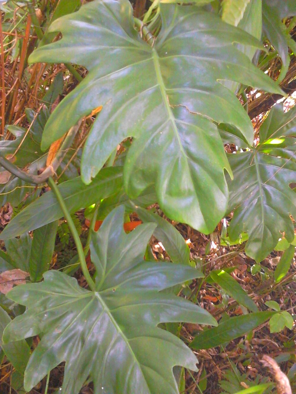 Plantes d&eacute;coratives et d&eacute;polluantes Jardin