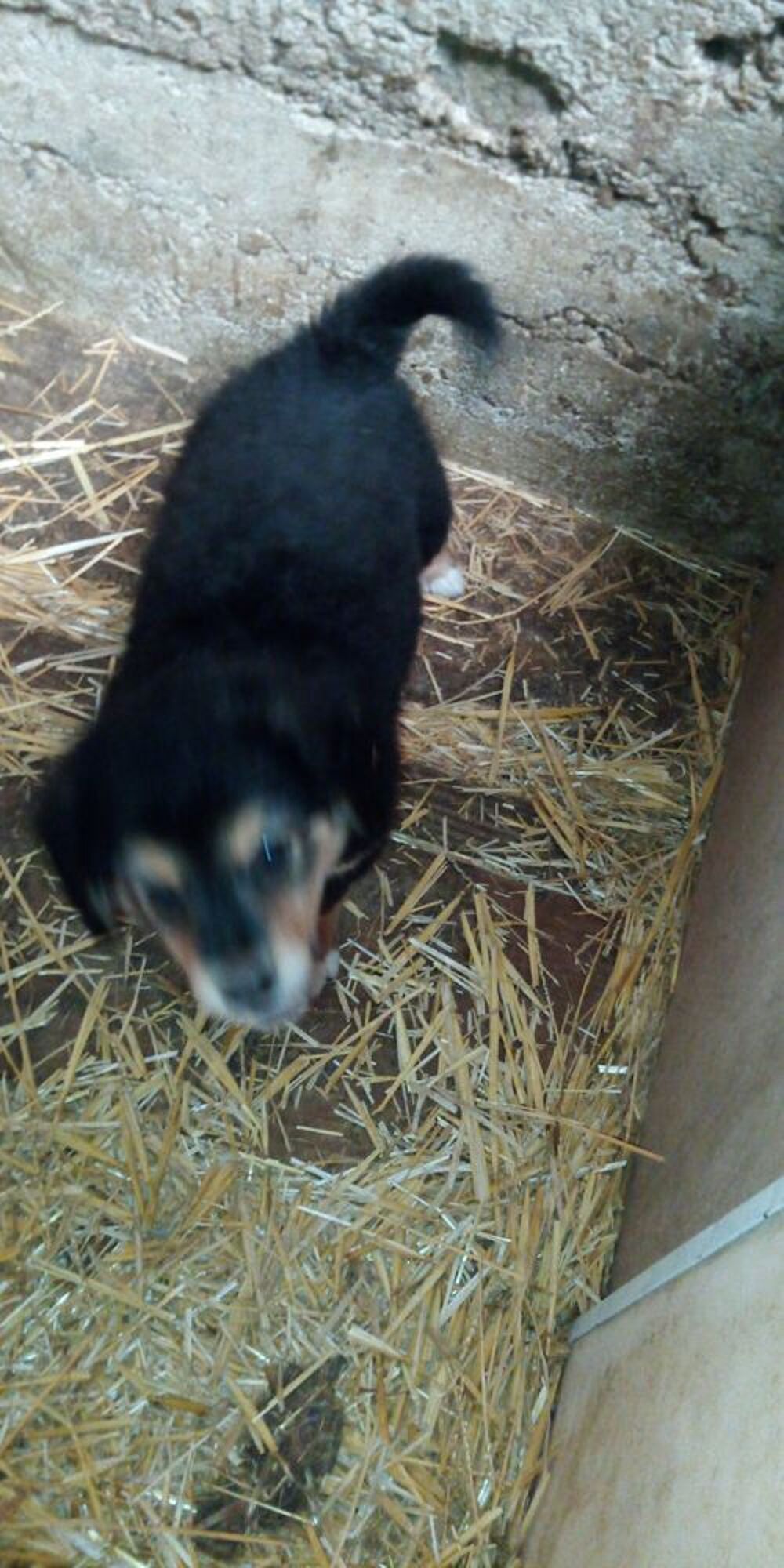   Chiots à adopter 