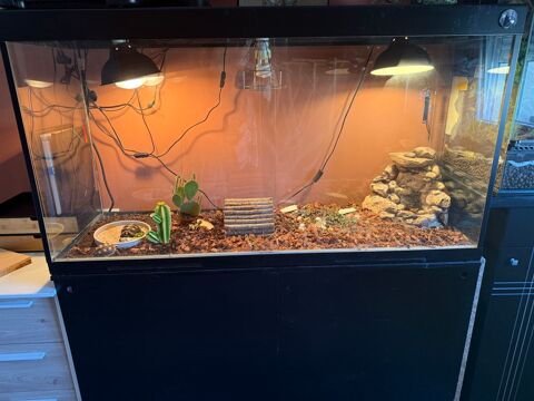 Tortue charbonni&egrave;re 350 62500 Saint-omer