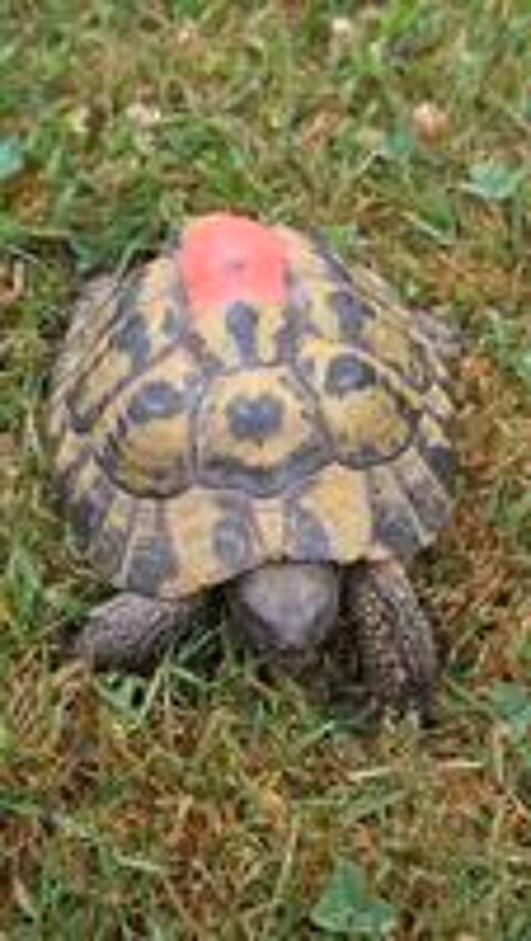   Tortues  