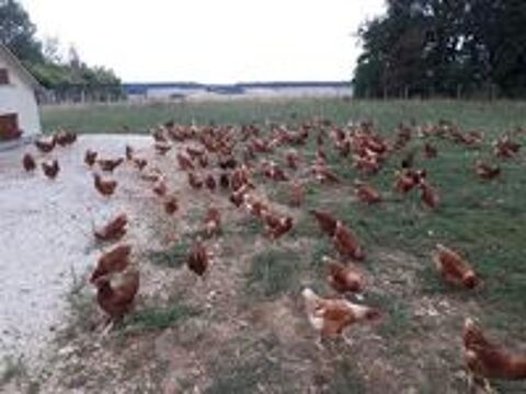   Poules pondeuses 
