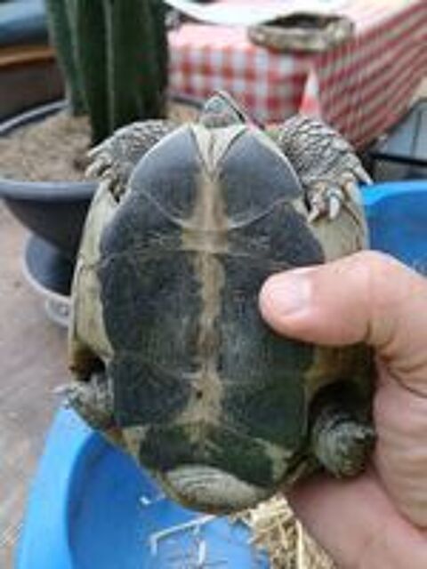   Belle tortue mâle de jardin de 17 ans  