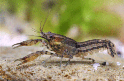 Cambarellus diminutus 69380 Les chres