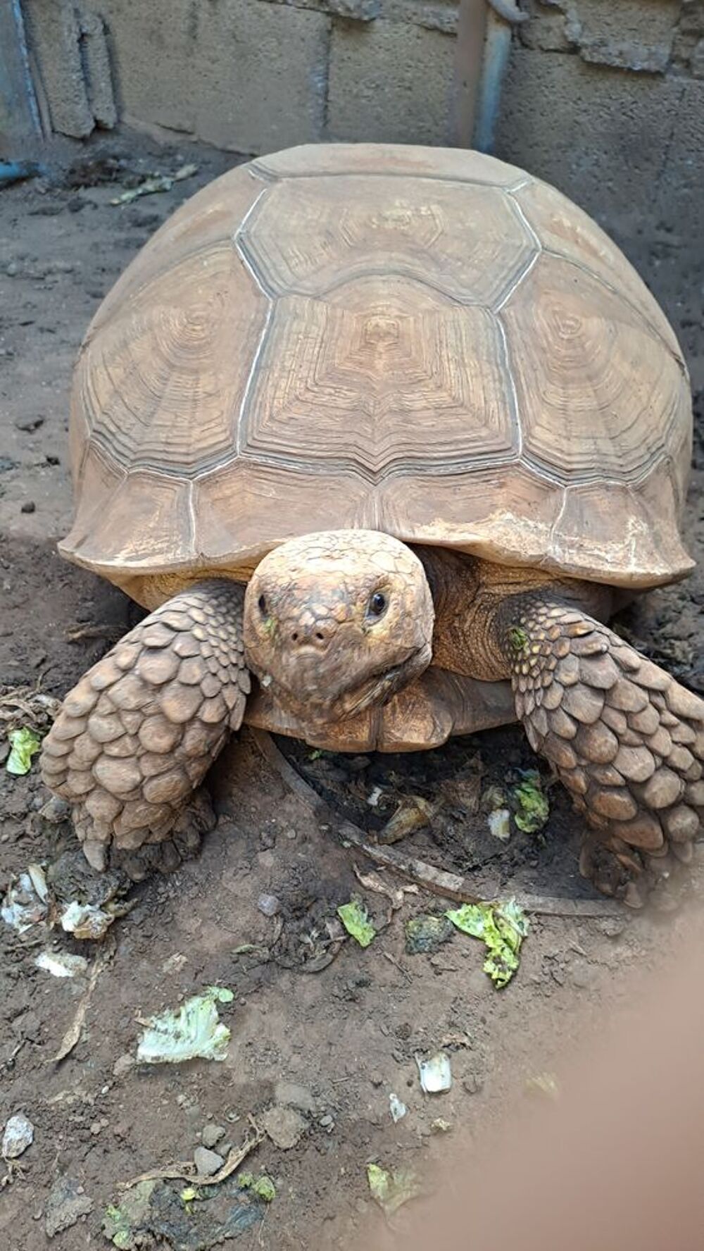   d'une tortue sillonn�e 