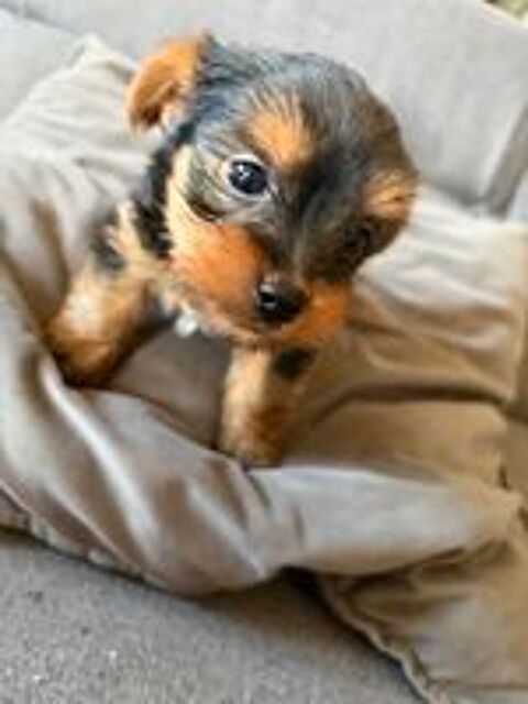   Chiot yorkshire  