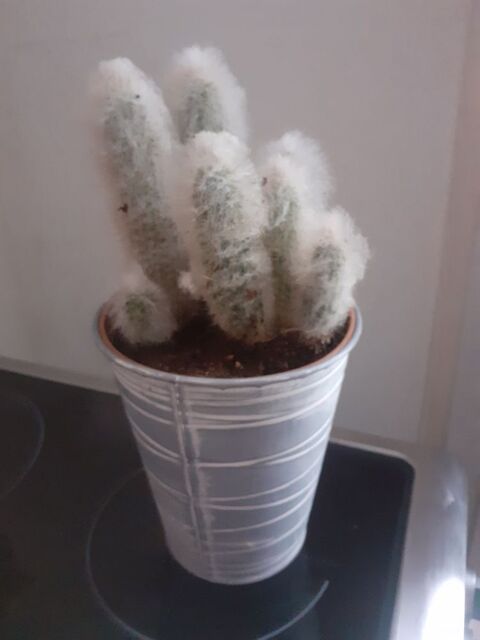 Cactus cierge velu 10 Laon (02)