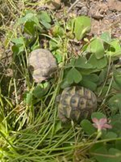   Tortue  
