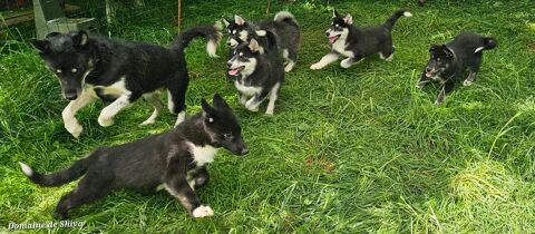 Pomsky, le petit husky, dispo 3 mois 1500 29190 Brasparts