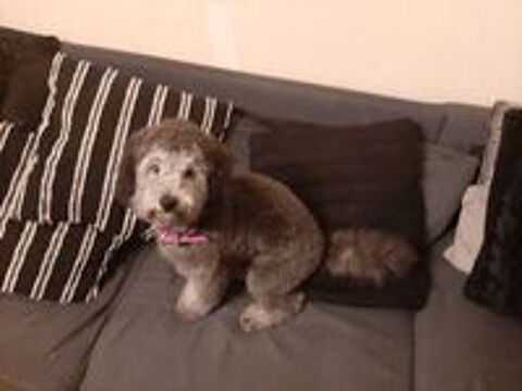   chiot 