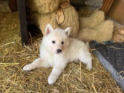 Magnifiques chiots berger blanc suisse 1100 33210 Sauternes