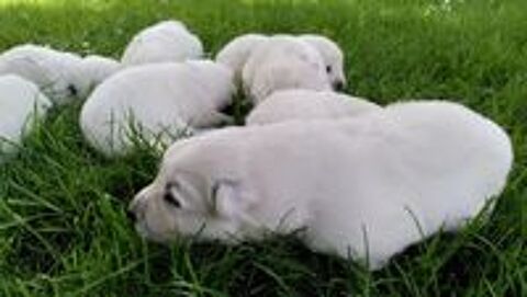   Chiots bergers blancs suisse LOF 