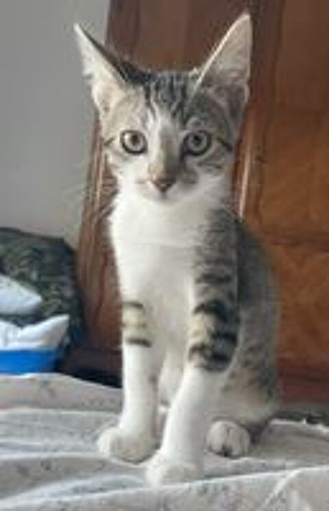   Chaton attend sa nouvelle famille ! 
