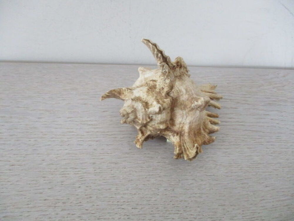 coquillage 