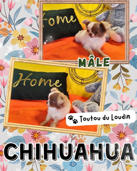 Chiot chihuahua m&acirc;le poils longs 800 18140 Pr�cy