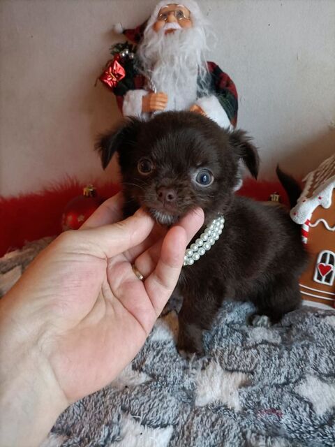 Chiot chihuahua poil long 850 60400 Noyon