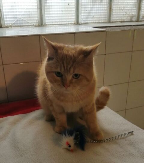 Chaton British shorthair red tabby 450 65370 Siradan