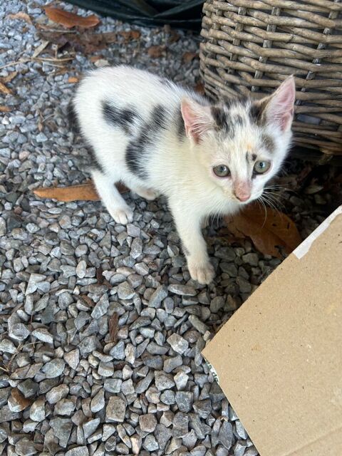 Don chatons 0 53500 Ernée