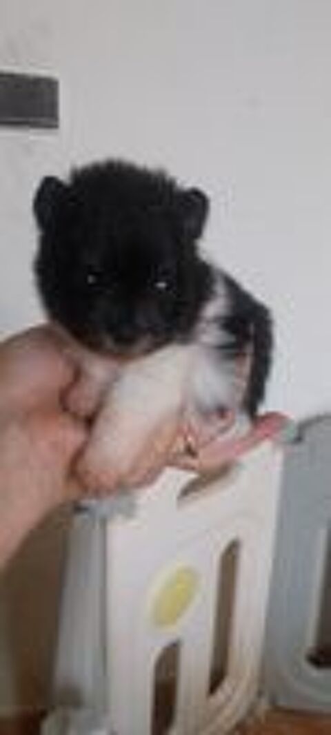   Spitz nain 