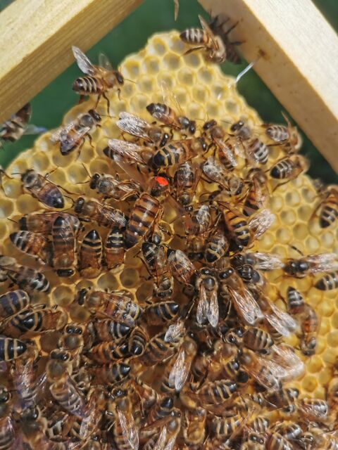 Essaims d'abeilles 120 57320 Bouzonville