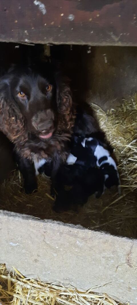 Chiots Cocker 800 50680 Airel