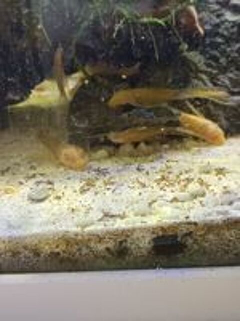  Ancistrus gold voil  