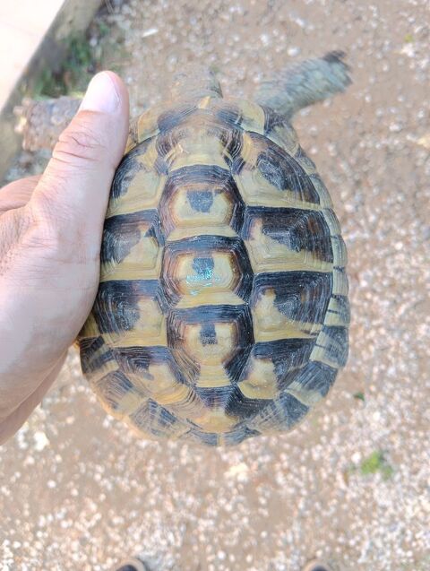 Tortue de terre m&acirc;le 120 84270 Vedène