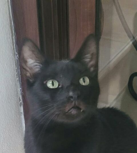 VAMPI 230 27620 Gasny