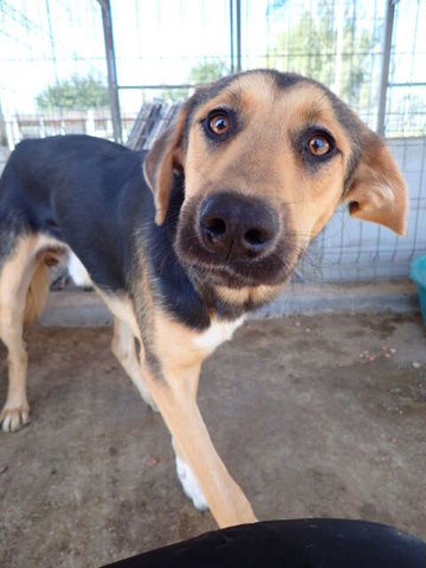 Chuan à l'adoption 300 64000 Pau