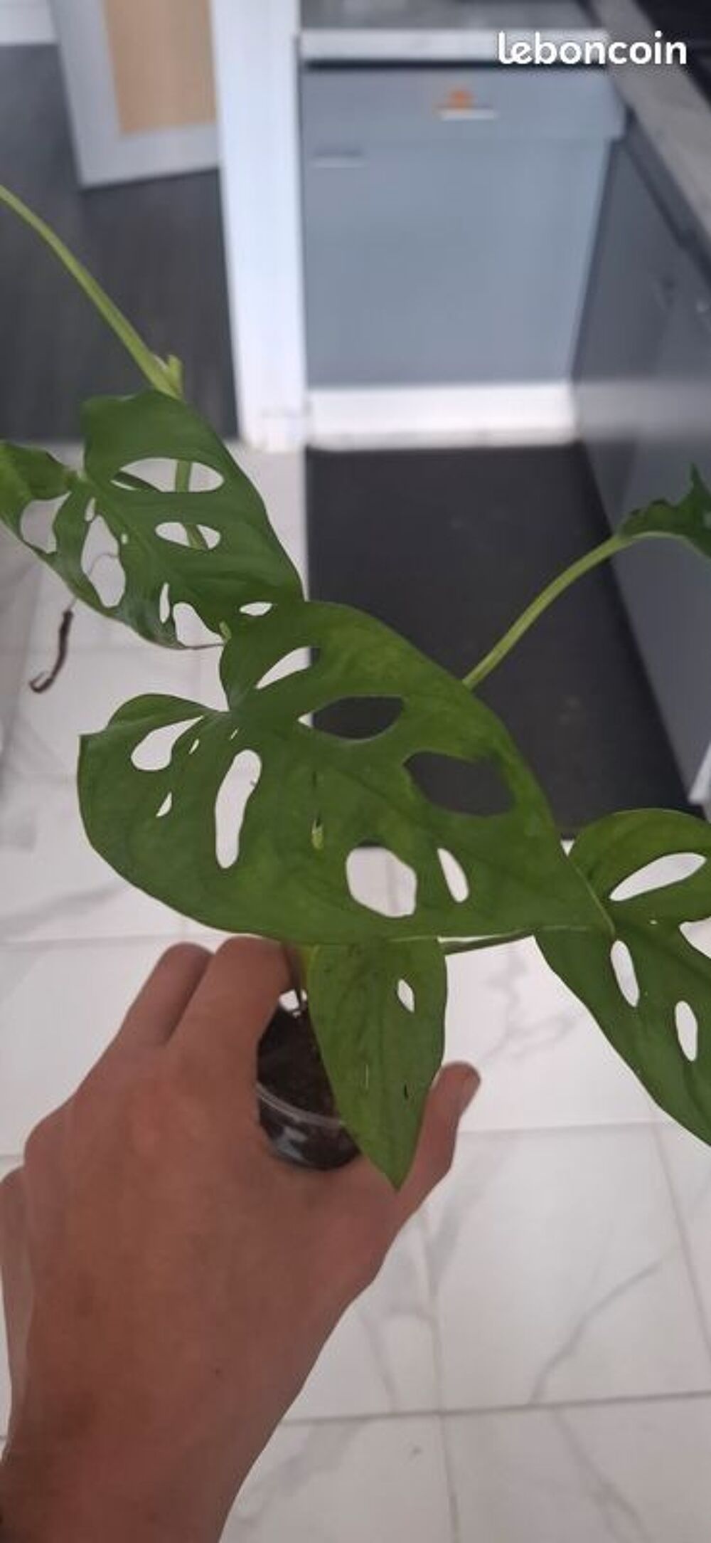 Monstera adansonii bouture 32 Décoration