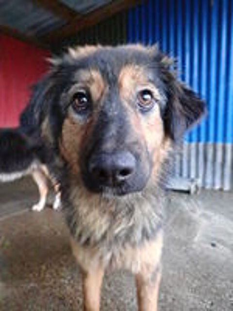   Shiraz à l'adoption 