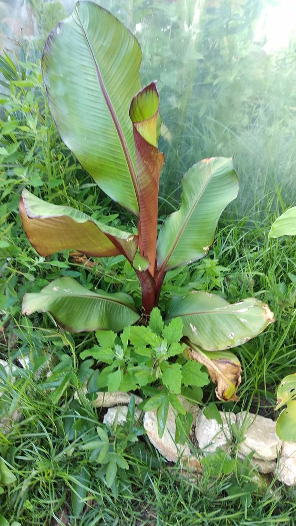 plusieurs plantes Jardin